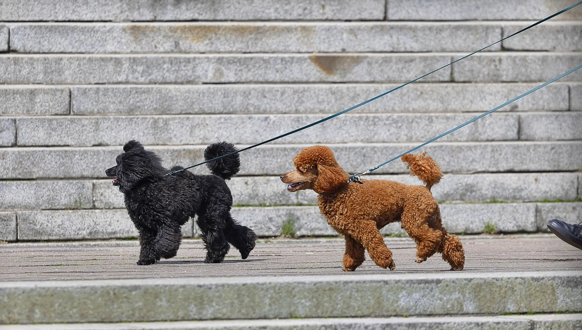 dog leash for small dogs